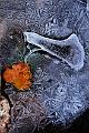 glace et feuilles morte